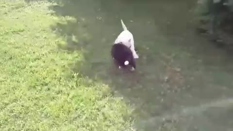 White dog and black dog playing the grass