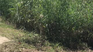 The reeds by the river swayed in the wind