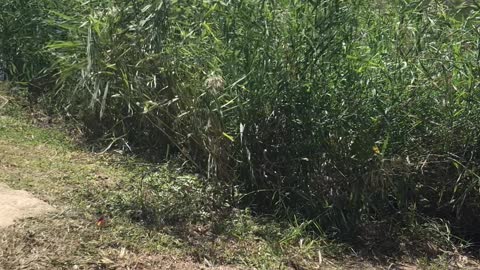 The reeds by the river swayed in the wind