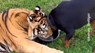 sharing water with Dog😳🐯🐕
