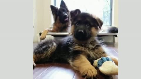 Dogs and Puppies Being Adorable
