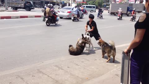 dog attacks on dalmatian