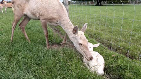 New born (white) Red Deer fawn
