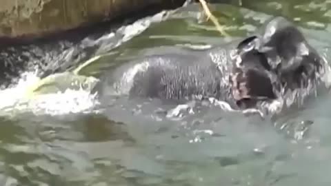 A dam tries to swallow an giant elephant- People saved the ...