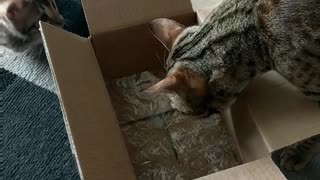 Cat and kitten explore cardboard box together