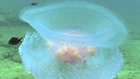 Another alien jellyfish | Marivagia stellata Amazing Jellyfish