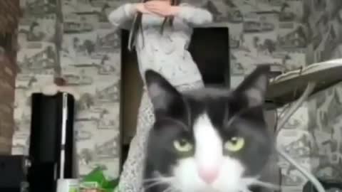 Cat video funny camera