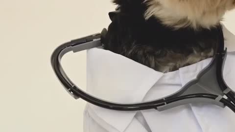 Doctor Baby Dogs Funny Dogs