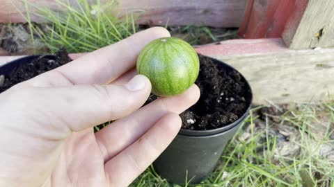 Planting a watermelon!