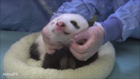 Adorable baby panda playing complication <3