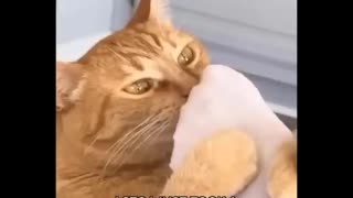 Cats funny compilation