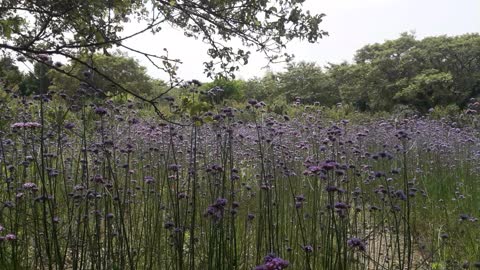 Video of purple flowers moving