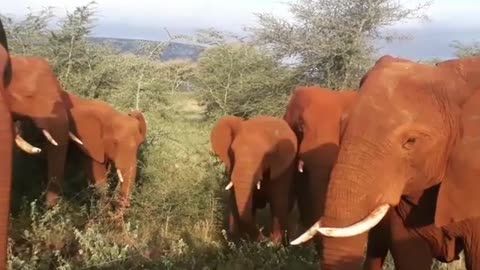 Elephant Herd Grazes Peacefully