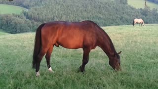 A dark brown german stallion grazes relaxed on a green meadow - June 9,2021 Germany. Video