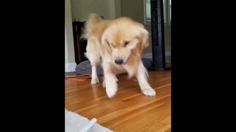 Retriever angry at vacuum cleaner