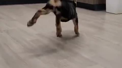 Happy dog dancing