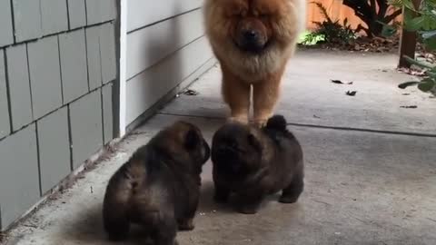 Extremely cute puppies take their first steps