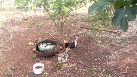 How beautiful Living with Ducks Cat And Chiken