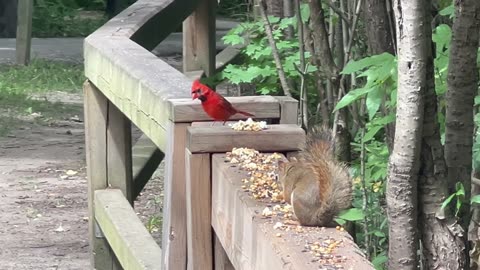 Red tailed squirrels fight w/ special cameo appearance