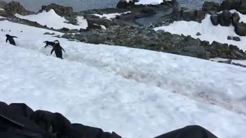 Funny penguin 🐧🐧🐧