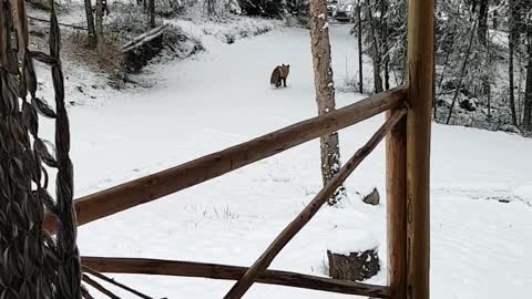 Red Fox Stops by For a Snack