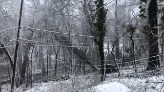 Huge Trees Collapse