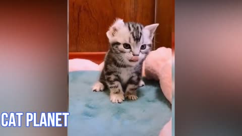 Cute and Funny Cat Videos Compilation Baby Cat 2021