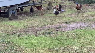 Chickens fighting over pancake!
