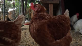Backyard Chickens Early Morning Relaxing Chicken Video Hens Roosters!