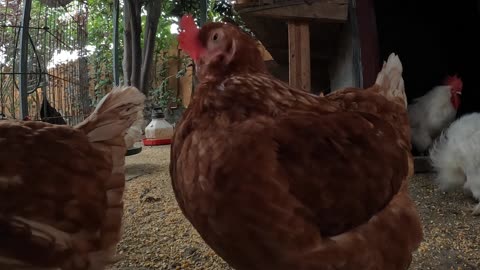 Backyard Chickens Early Morning Relaxing Chicken Video Hens Roosters!