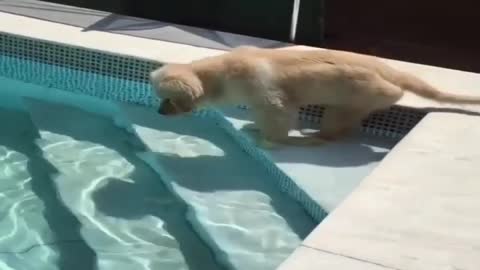 It is true that dogs are born to swim