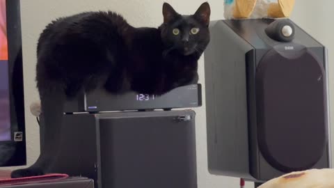 Adopting a Cat from a Shelter Vlog - Cute Precious Piper Measures the Height to Her Heated Tuffet