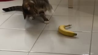 It's Safe To Say That This Cat Doesn't Like Bananas