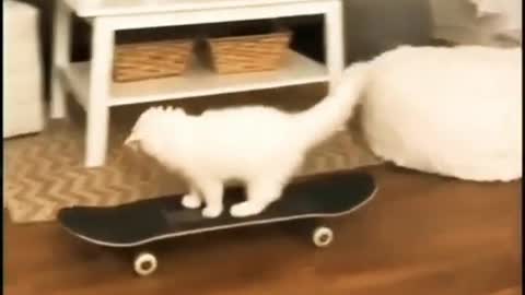 YouTube video#cat funny video#new 2021 cat funny video