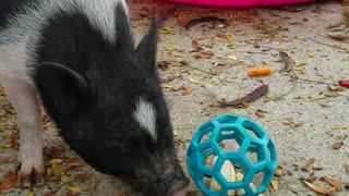 Pig eating orange out of blue ball