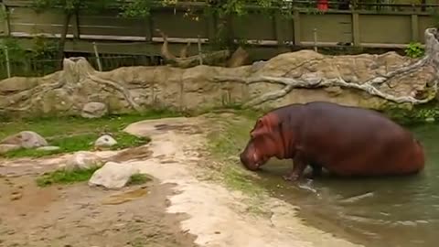 Tons Of Toilet Papers For Hippo gets explosive Diarrhea - Ewwww Wildlife