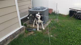 Husky Puppy Gets Stuck