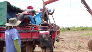 Bolivia rescues 24 dolphins trapped in shallow river