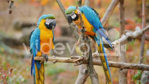 Blue parrots on a branch