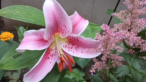 Stargazer Lily