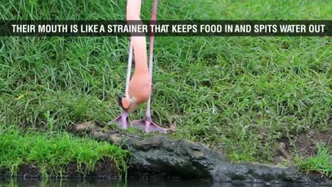 Flamingo Fun Facts for Kids