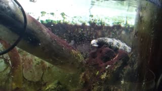 Hand Feeding Snowflake Moray Eel - III