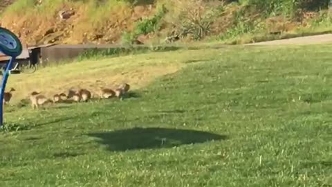 Spectacular morning viewing the lovely Canadian Geese and their babies!