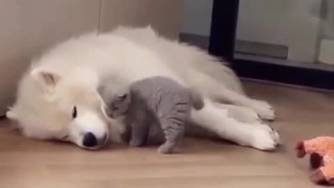 Cat and dog friendship