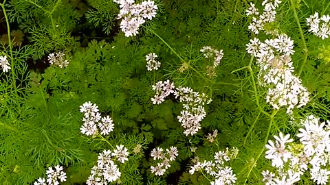 Pretty White Coriander Flowers