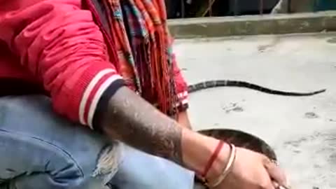 Huge King Cobra Captured From Nainital House. Video Is Terrifying