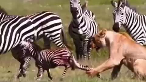 baby zebra try to escape from lioness. baby zebra eaten by lion