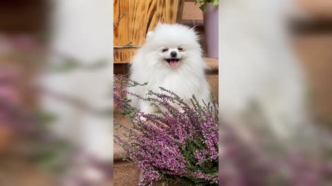 Cute baby dog funny video