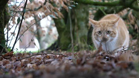 A playful orange & white cat running in a garden...!!!