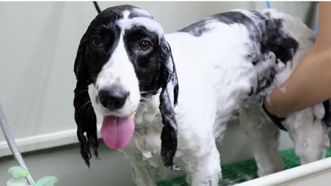 The dog sticks out its tongue while bathing